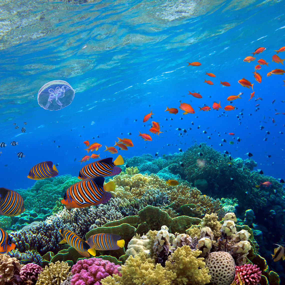 Korallen und Fische in blauem Wasser