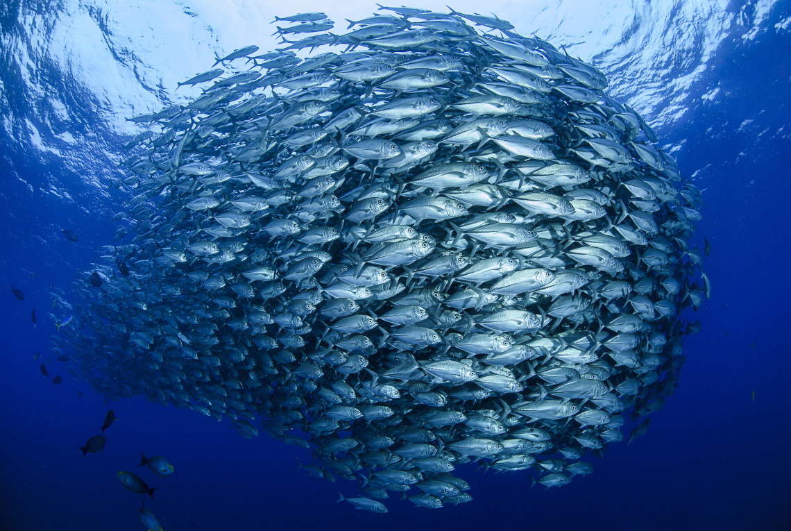 Fischschwarm im Ozean