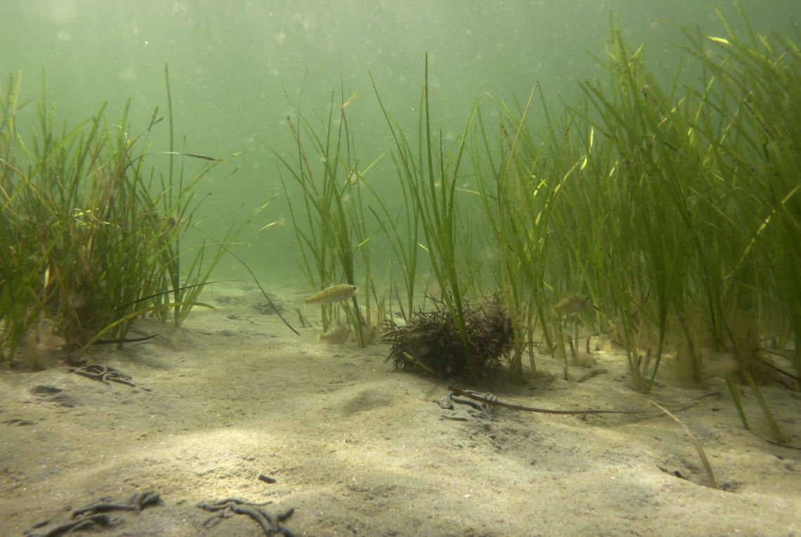 Unterwasserfoto von Seegraswiesen