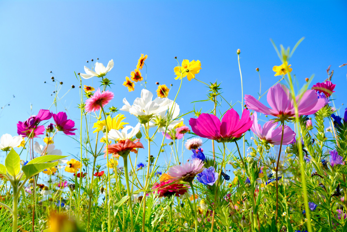 Viele bunte Blumen stehen auf einer Wiese. Im Hinterfgrund ist blauer Himmel.