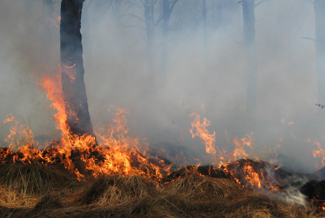 Bäume im Wald stehen in Flammen