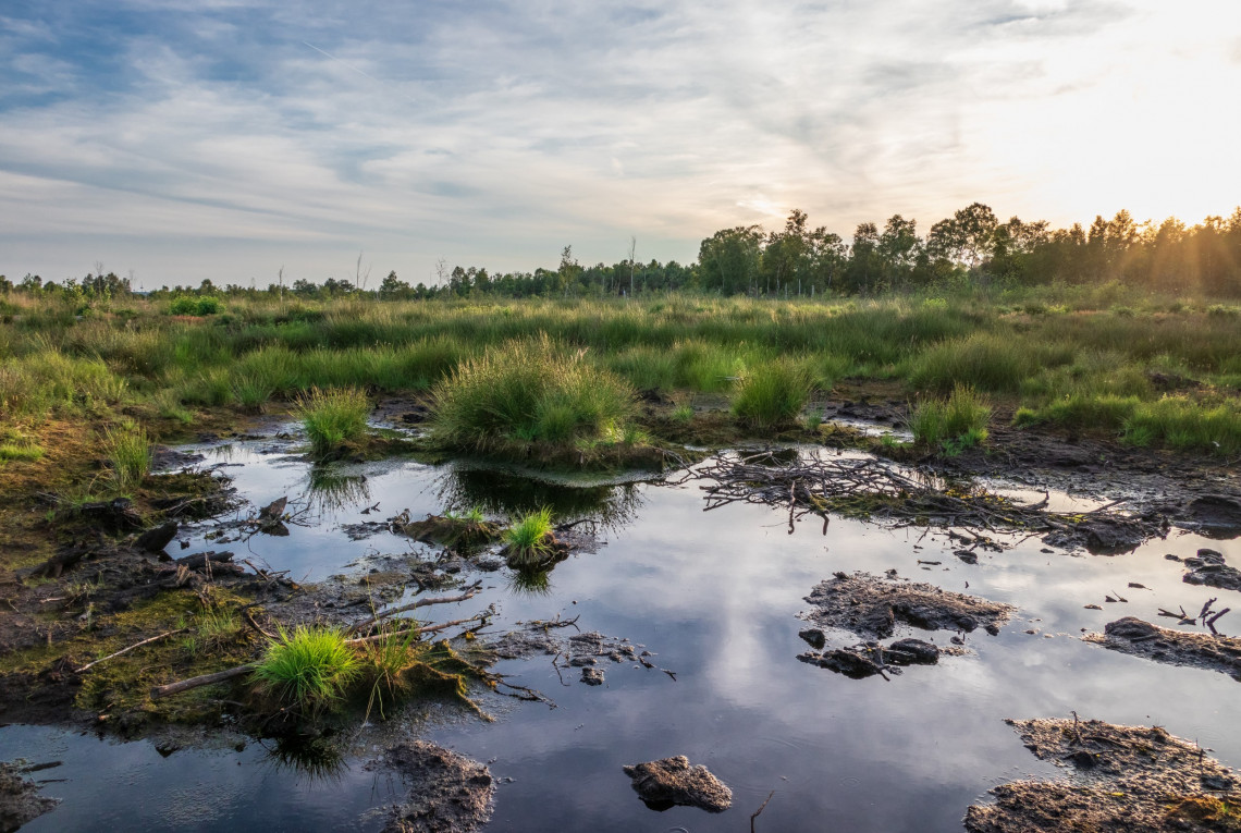 A peatland with green plants, brown soil and water