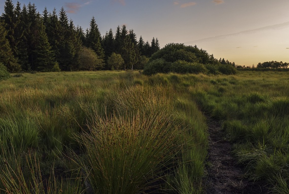 Wiese und Wald im Abendlicht