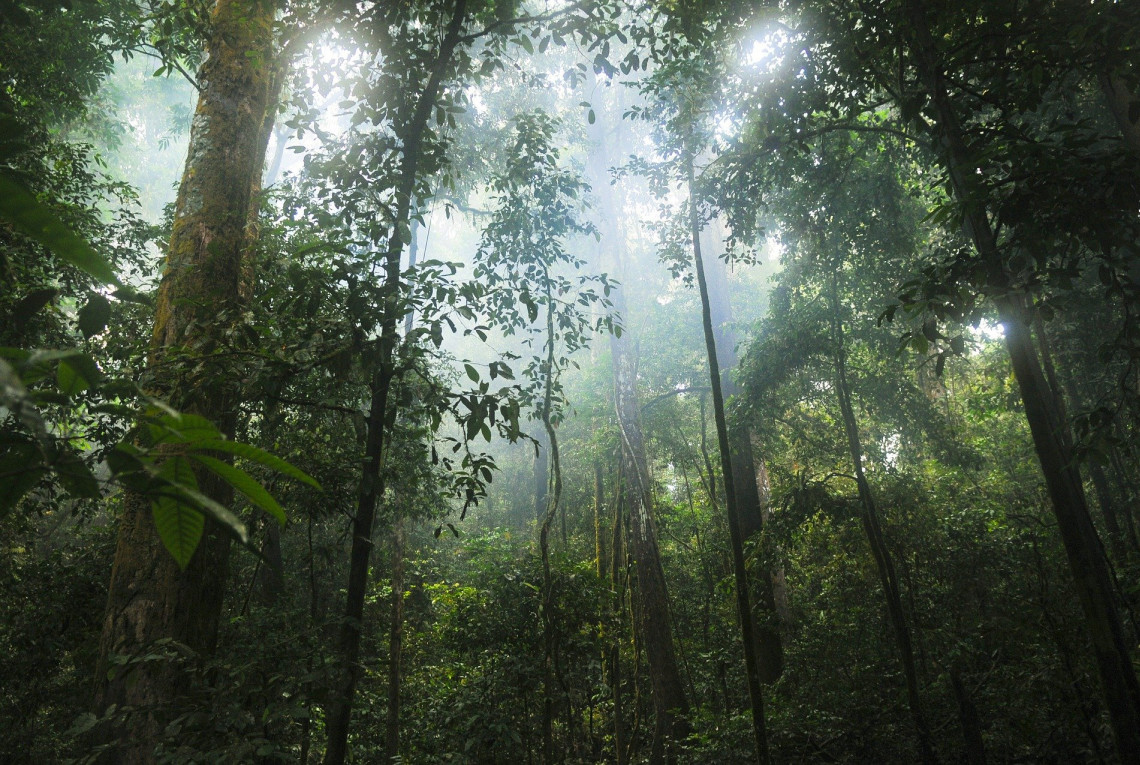 A dense green rainforest with many plants