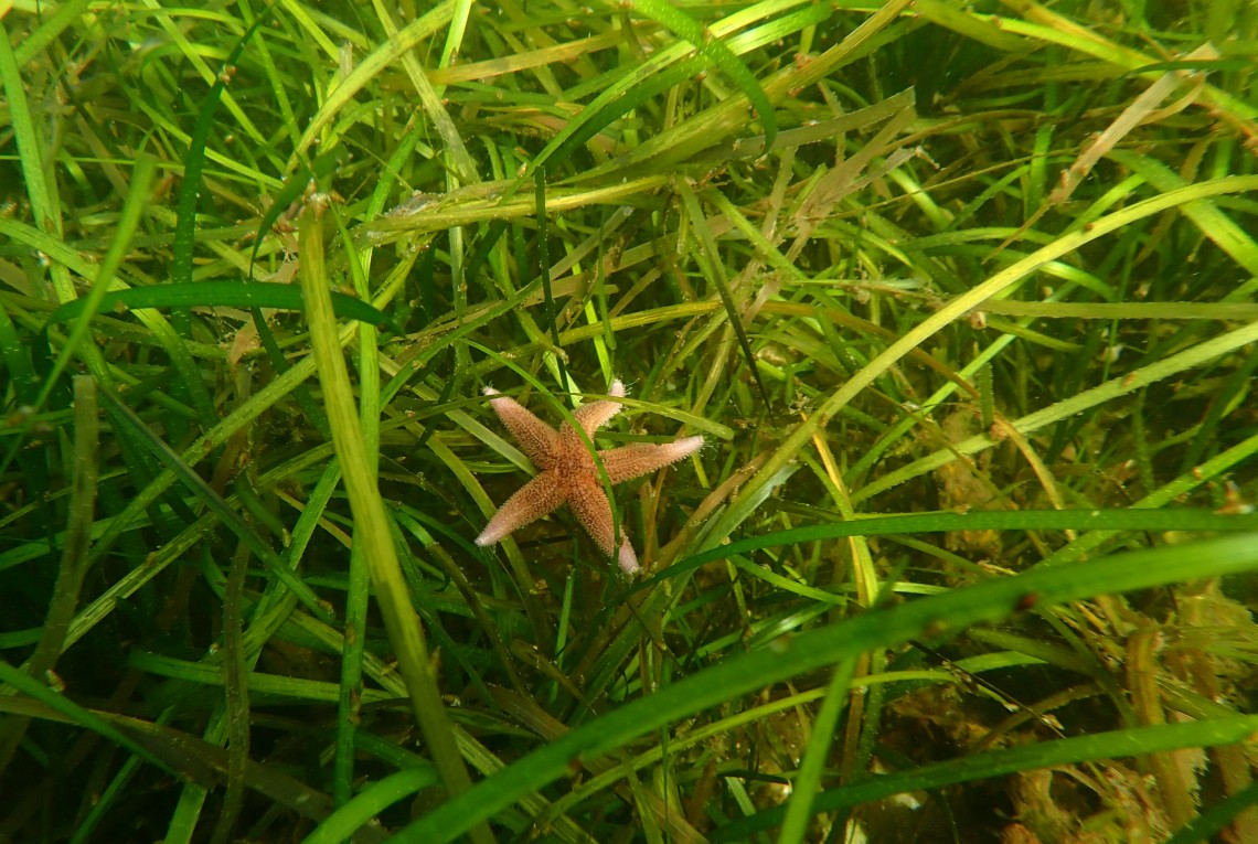 kleiner orangener Seestern in einer Seegraswiese