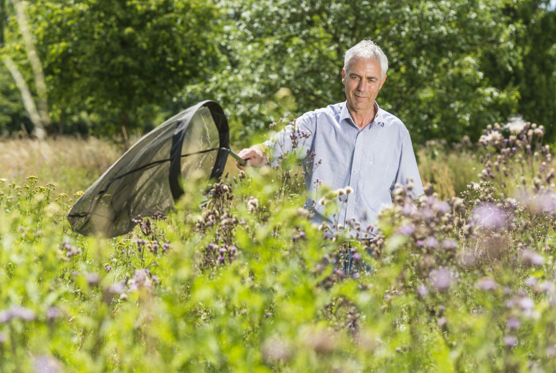 Butterfly monitoring A person drags a net through a meadow with flowers