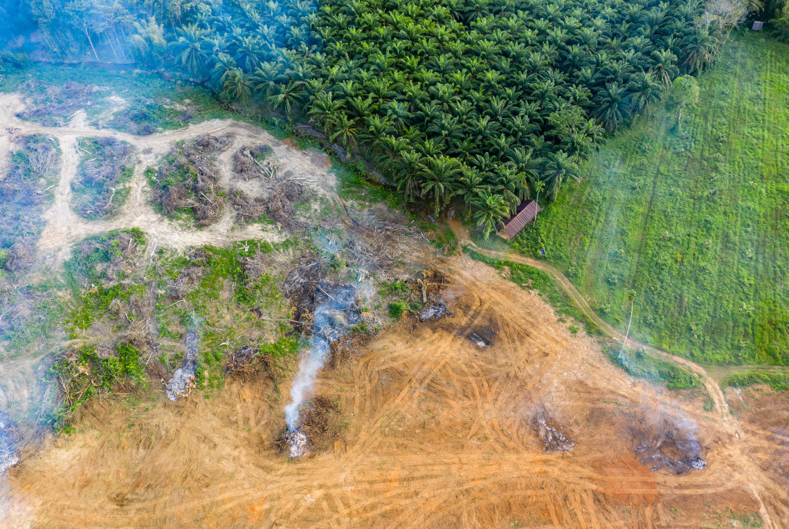 Luftaufnahme von teils entwaldetem Gebiet und Palmölplantage