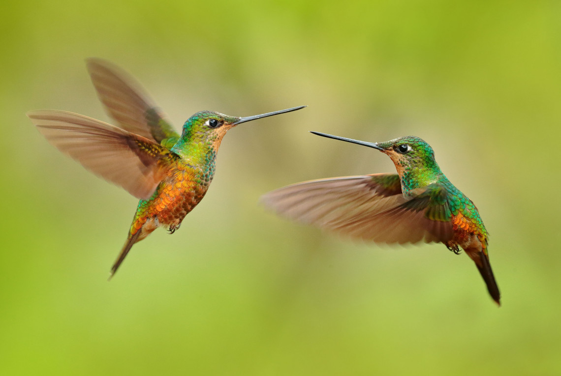 Zwei grün-gelbe Kolibris fliegen in der Luft vor grünem Hintergrund