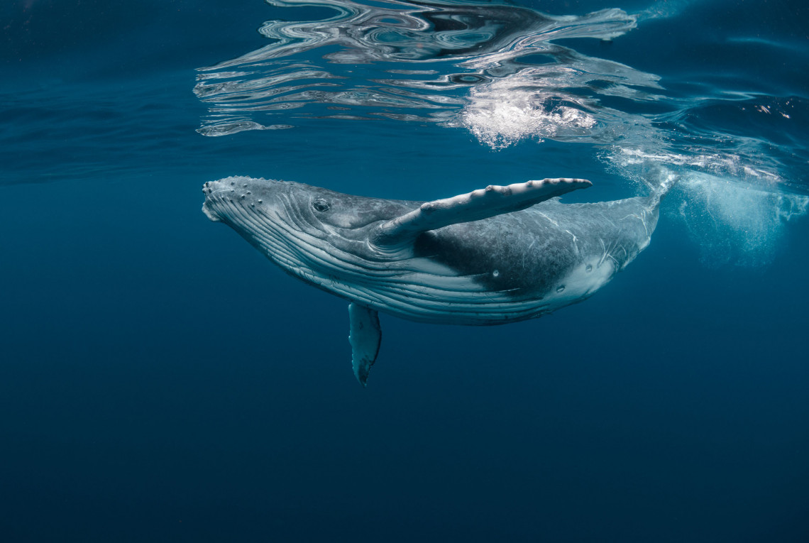 Ein junger Buckelwal schwimmt unter der Wasseroberfläche