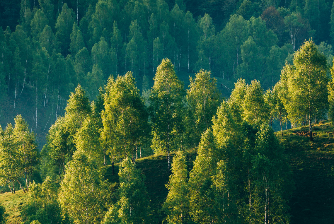 Wald