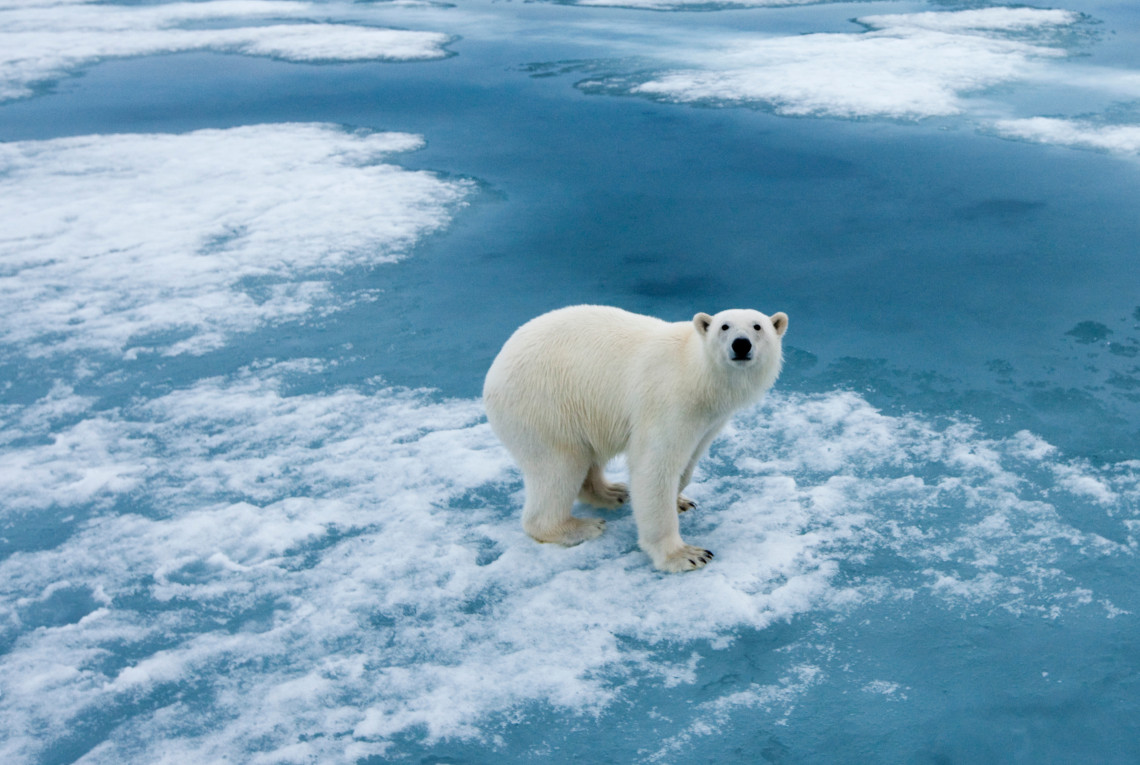 Eisbär auf Eisscholle