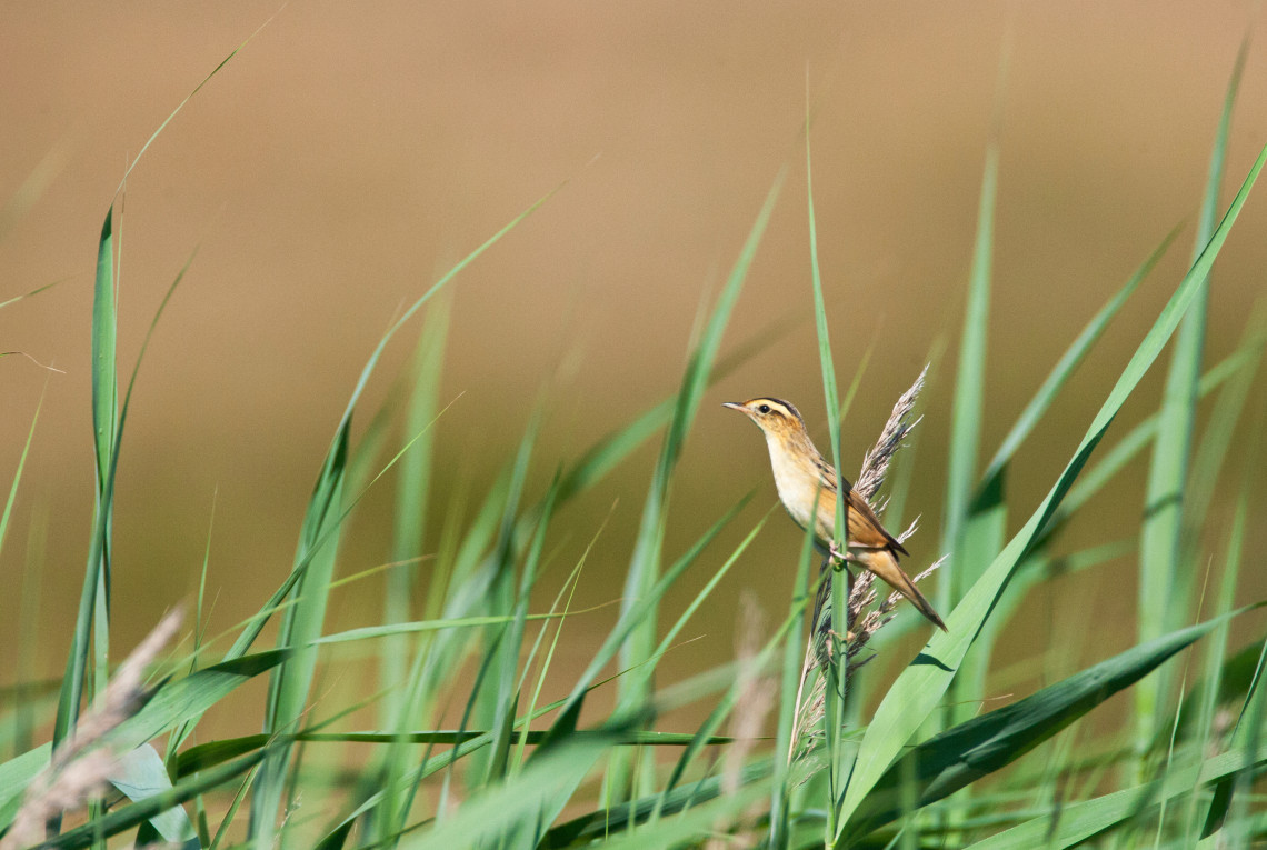 Ein brauner Seggenrohrsänger (Vogel) sitzt auf langen Gräsern