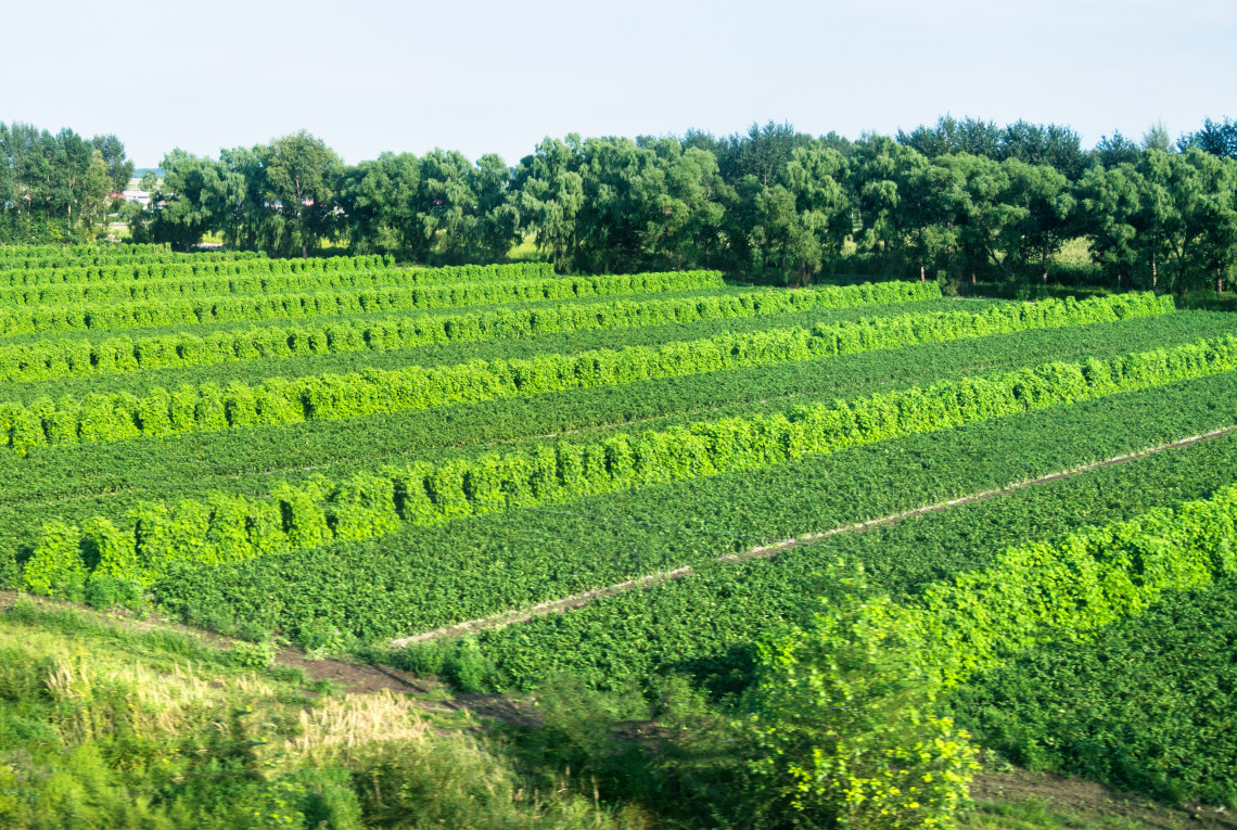 Cultivated field of vegetable growing in rows