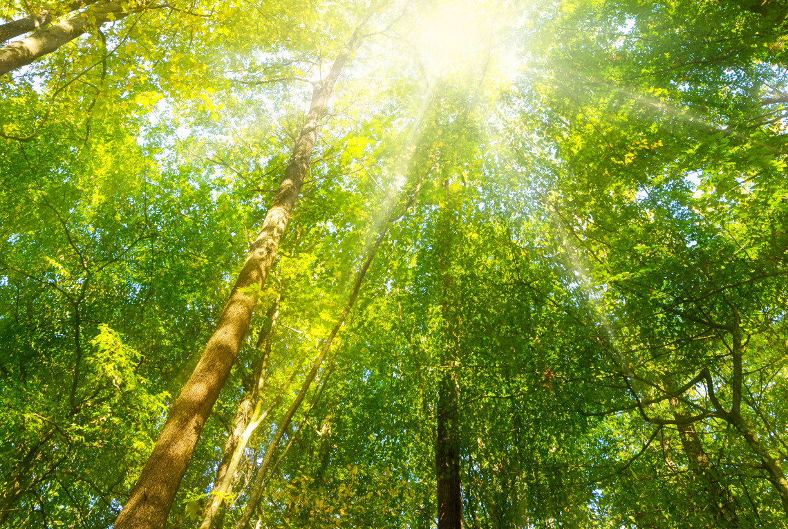 CO2-Entfernung Wald