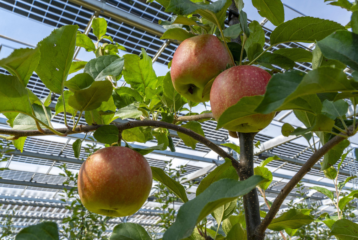 Äpfel und PV-Module Apfelbäume im Schatten unter Photovoltaikmodulen
