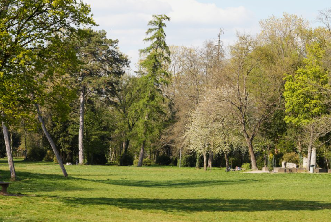 Bäume in einem Park
