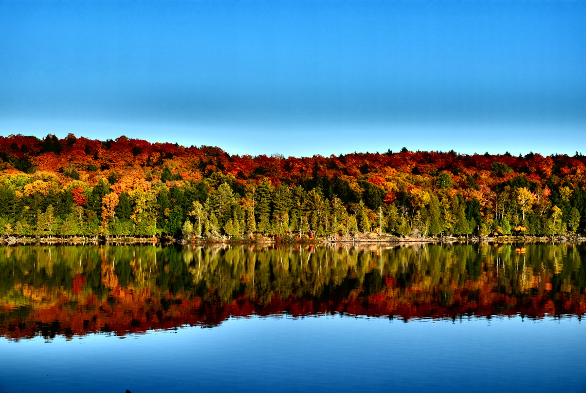 Herbstwald reflektiert im Wasser