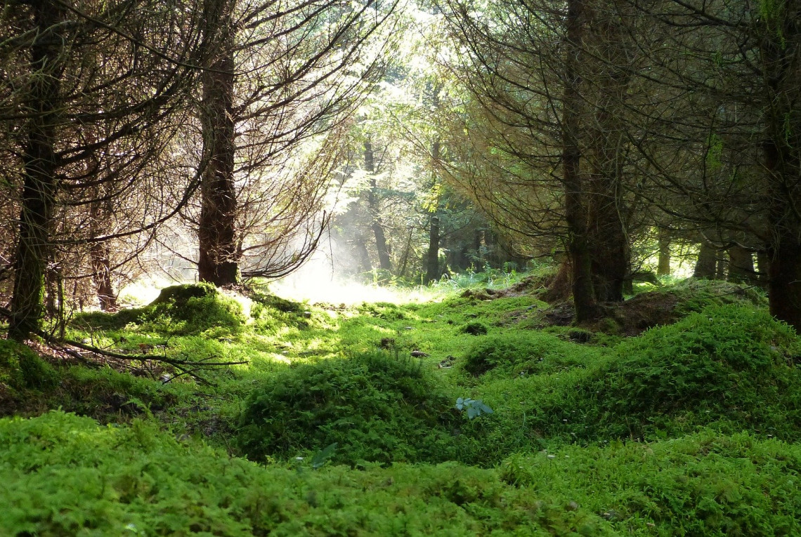 Naturwald in der Sonne