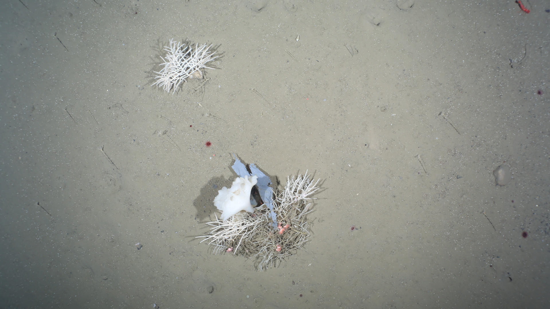 Trash and sponges on the deep sea floor