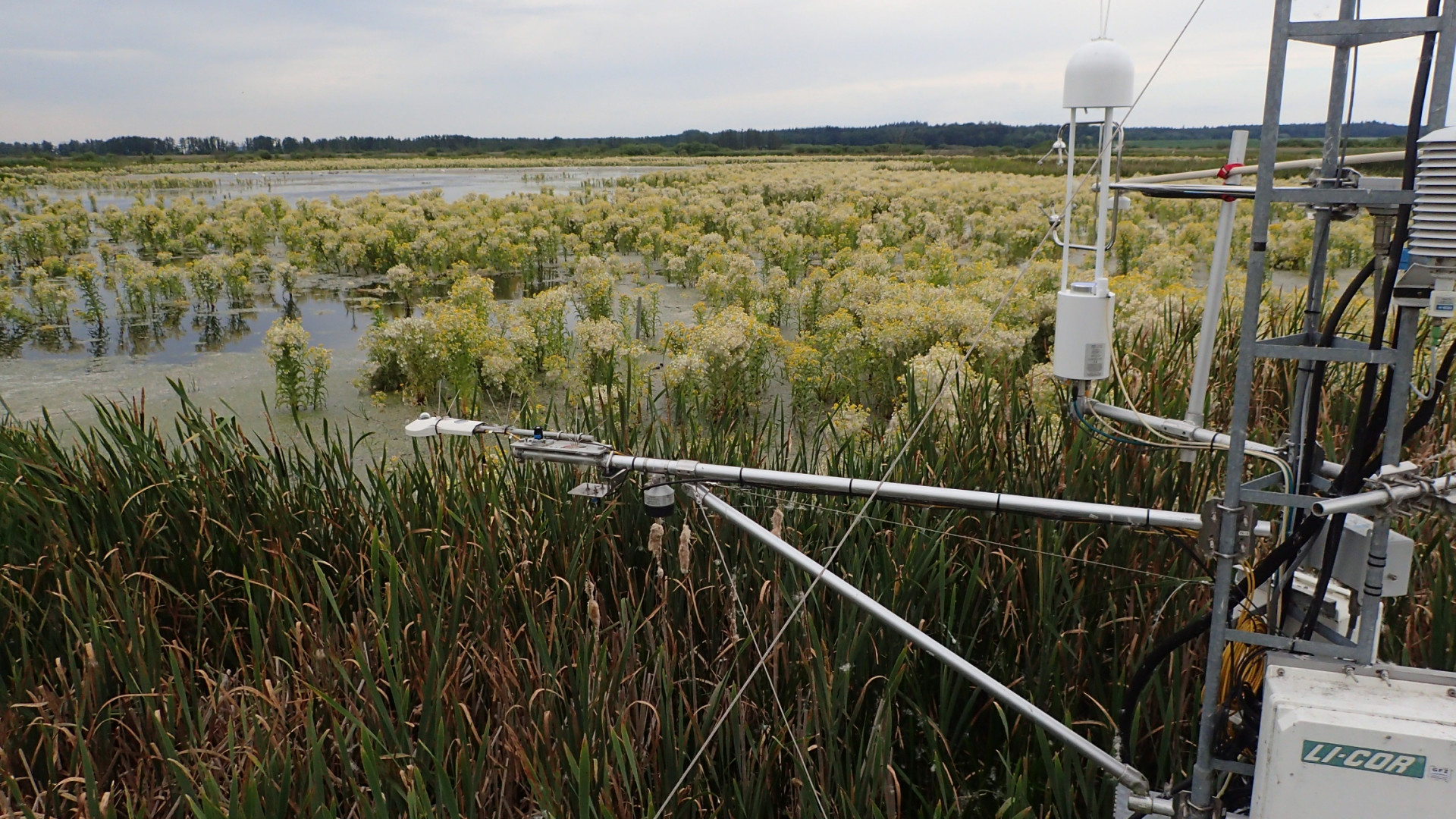 Peatland vegetation and a research tower