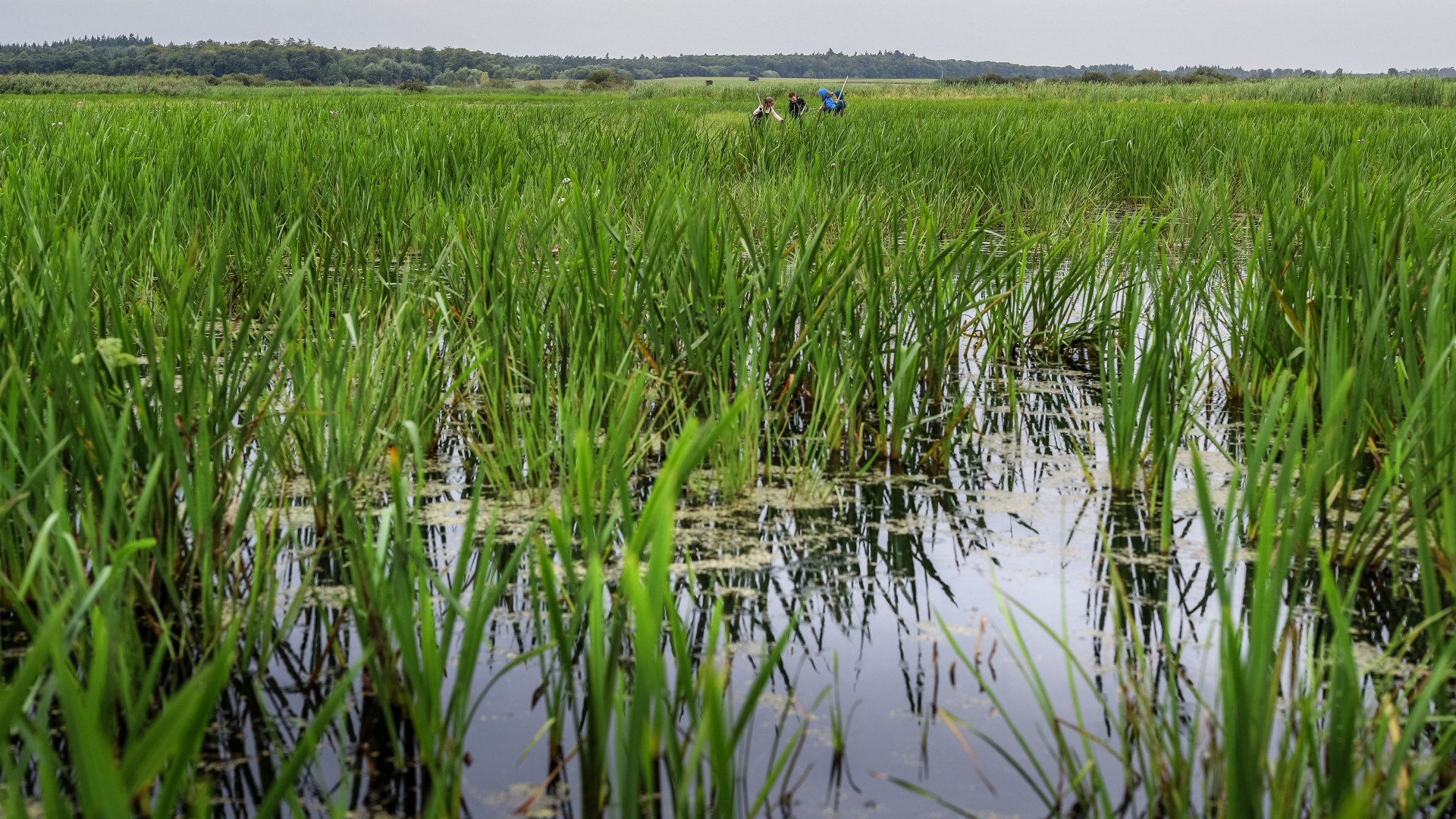 A green peatland with plants and water