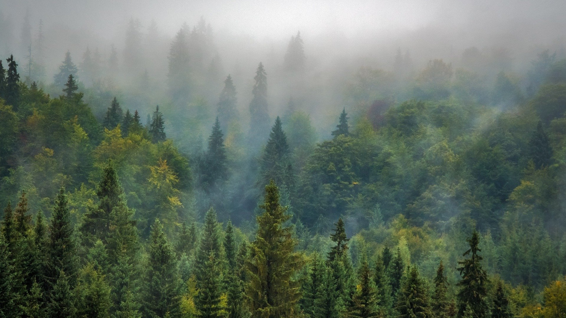 Ein Nadelwald, über dem der Tiefnebel hängt