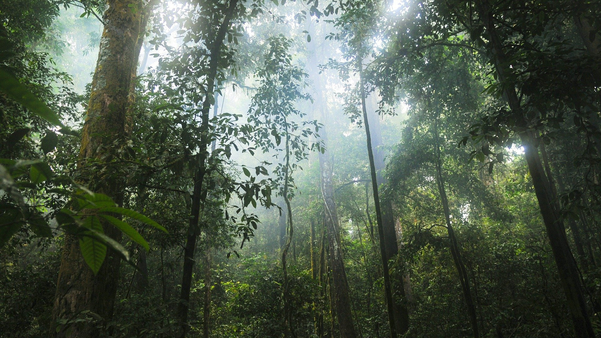 A dense green rainforest with many plants