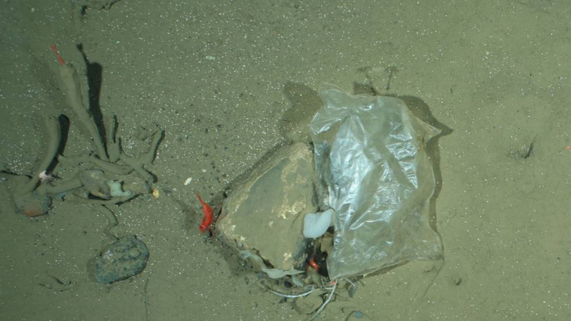 Plastic on the bottom of the ocean