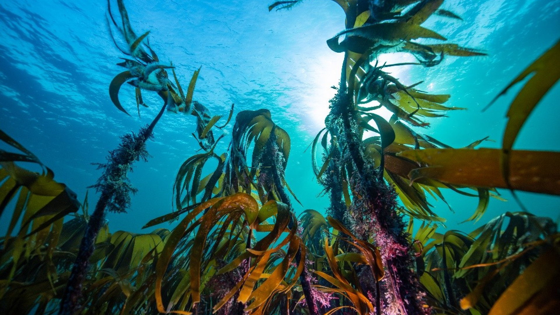 Kelpwald im Namsfjord